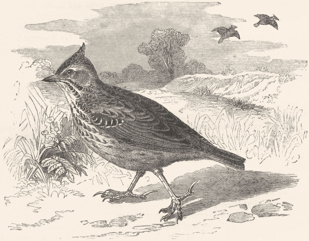 BIRDS. Passerine. Lark. Tufted c1870 old antique vintage print picture